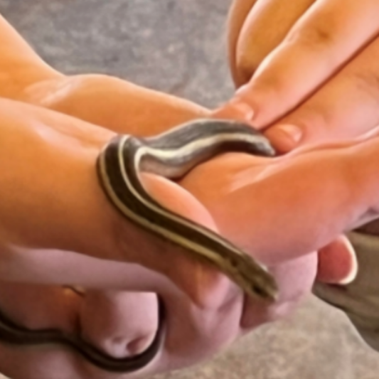 Early Childhood: Sense-Sational STEM