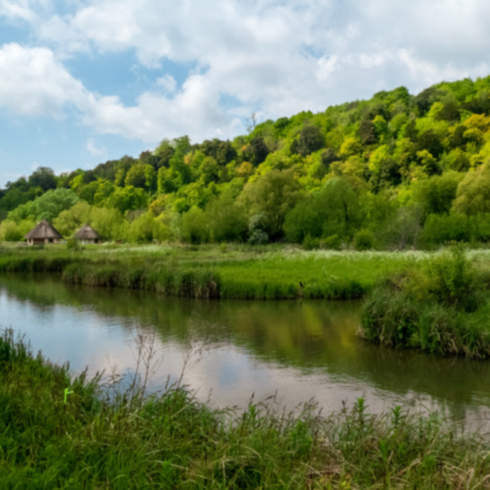 Wetlands: Race to Restore